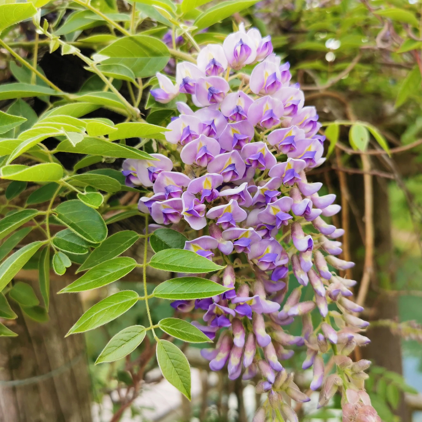 Tử đằng leo giàn chuẩn giống - Tặng kèm phân bón siêu hoa