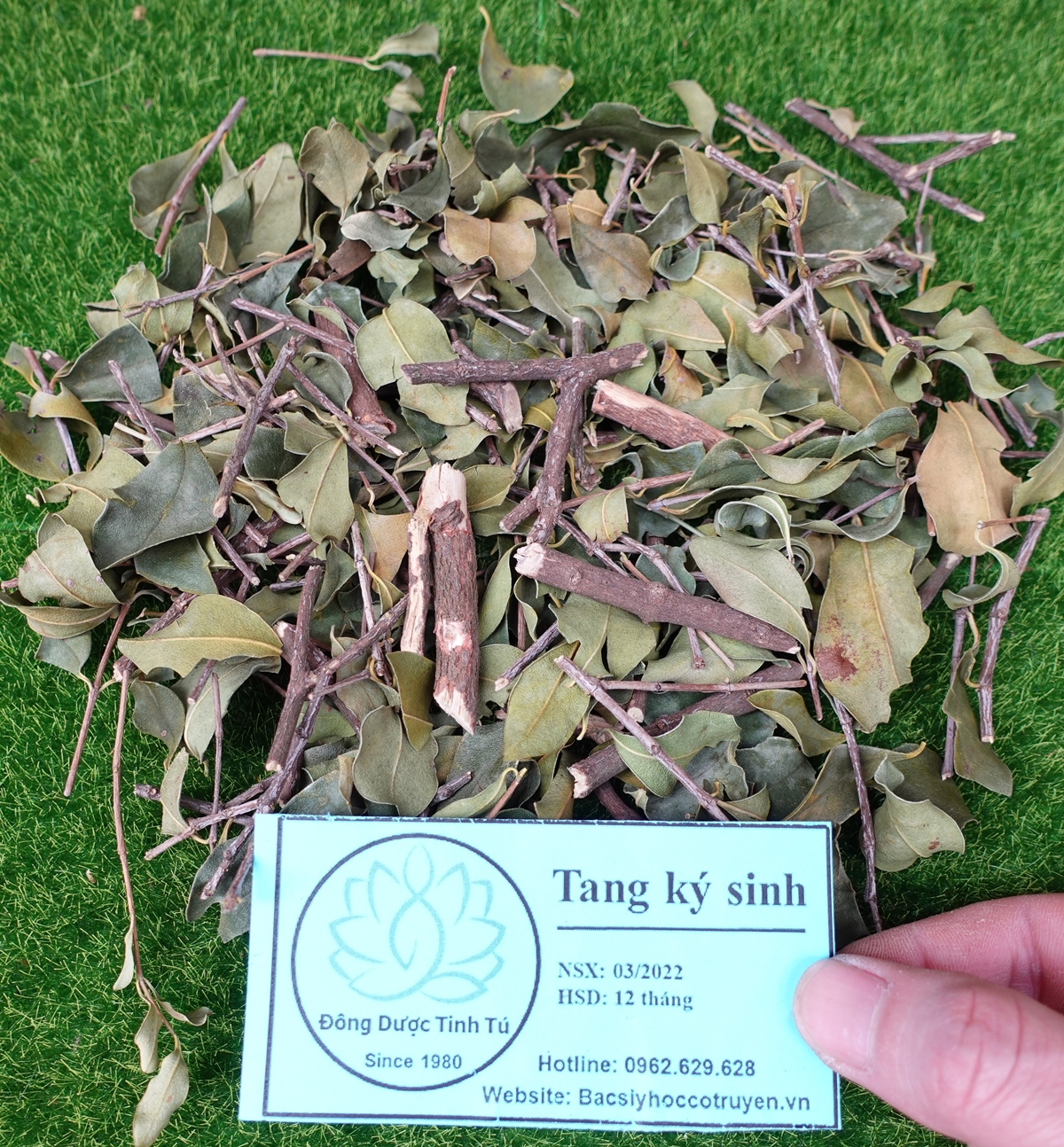 Tang ký sinh 100g, dược liệu loại 1, khô, sạch