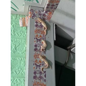 5 Miếng Keo Bẫy Thằn Lằn Keo Dính Thạch Sùng Keo Dính Thằn Lằn Keo Bẫy Tắc Kè Miếng dán bắt côn trùng diệt côn trùng thằn lằn