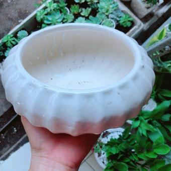 Chậu Trồng Cây Cảnh