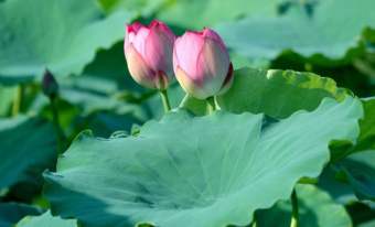 Hạt Sen Ta Nguồn Góc Đồng Tháp (gói 10 hạt)