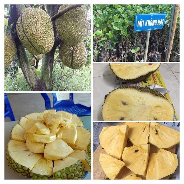 cây giống MÍT KHÔNG HẠT - cây giống chuẩn F1