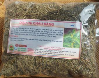 DIỆP HẠ CHÂU ĐẮNG/ CHÓ ĐẺ RĂNG CƯA