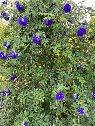 Hoa Đậu Biếc Tươi