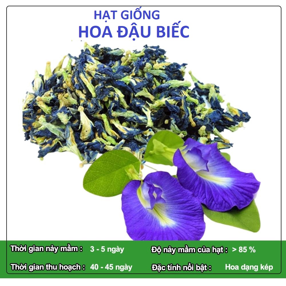 Hạt giống hoa đậu biếc - siêu nảy mầm - gói 1gr khoảng 50hat