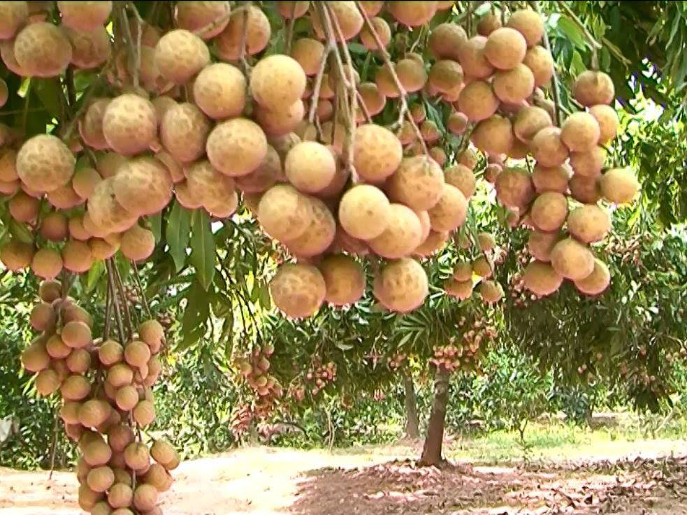 Cây nhãn siêu trái