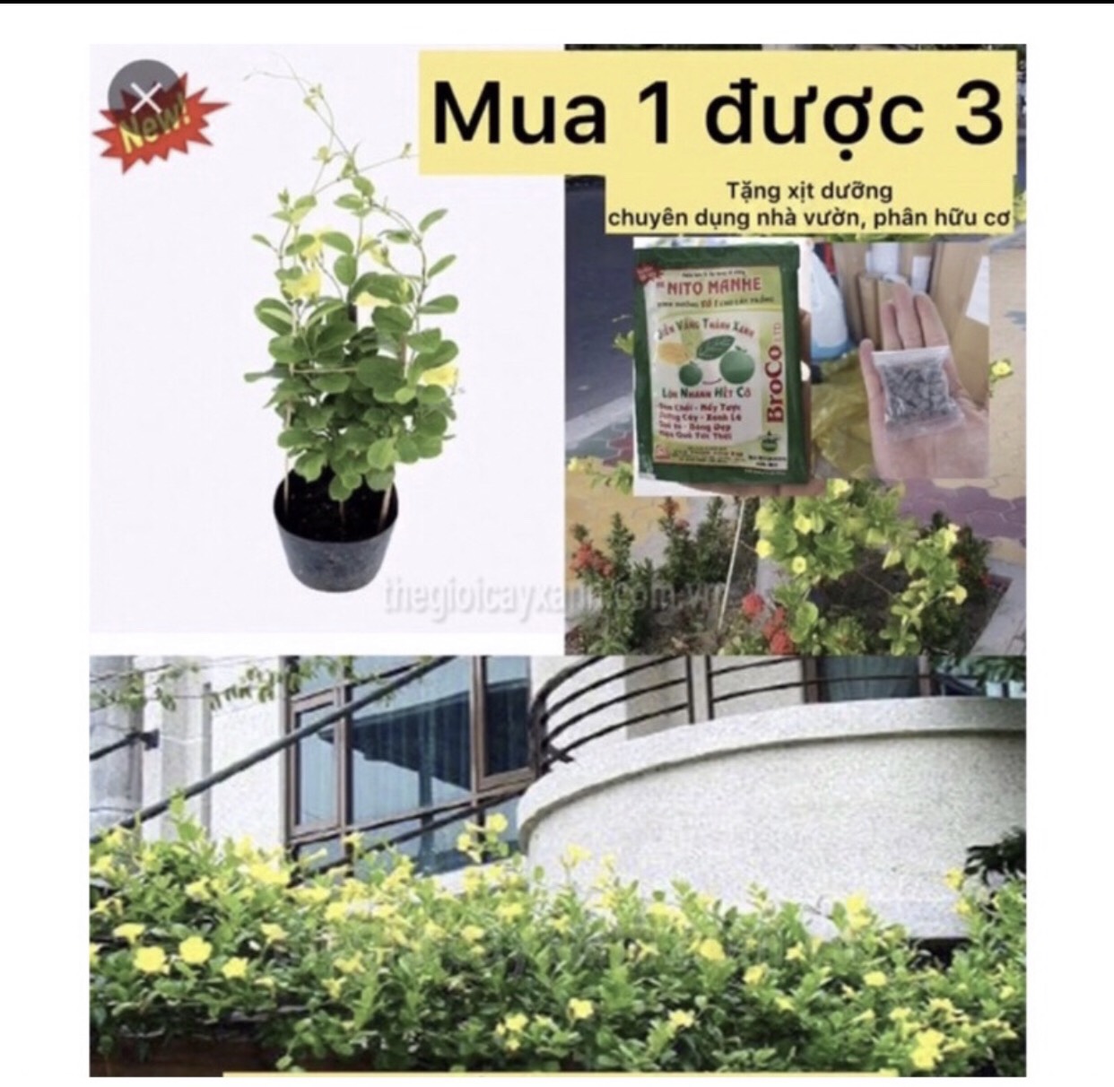 Caykiengsadec Cây huỳnh đệ ( cây leo) + tặng phân bón cho cây mau lớn - hoa kiểng lá - trang trí nội thất - cây phong thủy