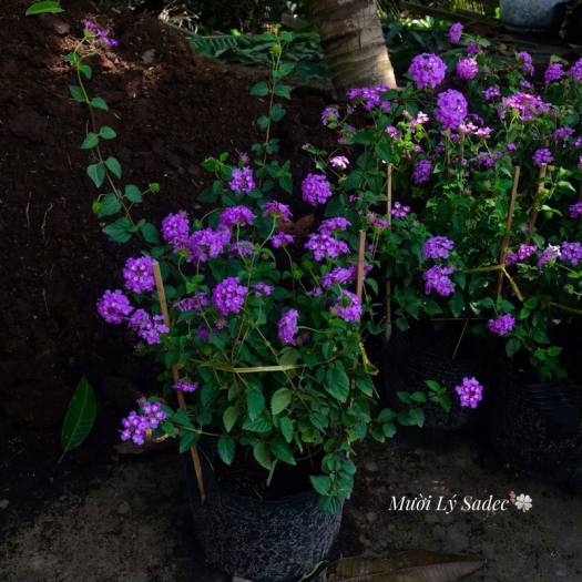 Hoa Trâm ổi tím, hoa cúc ngũ sắc tím rủ-cây giống