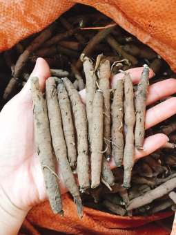 Sâm tiên mao - Sâm cau đen - loại Khô cao cấp (500gr)