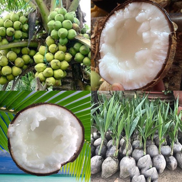 Cây dừa sáp , cây giống chuẩn dừa sáp , đặc sản trà vinh