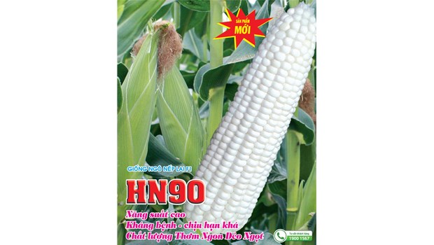 Hạt giống ngô nếp lai hn90 500gram