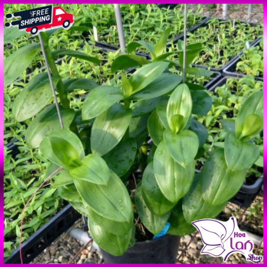 Lan Phi Điệp  *Mua 3 Tặng 1*  Lá Mít Thân Thủ [ Cây Giống ]
