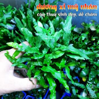 Cây Dương Xỉ Mỹ Nhân | Cây Thuỷ Sinh Đẹp Và Dễ Chơi