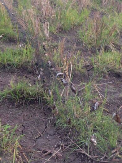 60m lưới 7p cao 5m 5 dây 4 túi bẫy các loại chim chào mào ,cu gáy,cu ngói ,cò ,vẹt ,sáo ,rẽ que,rẽ giun ...lưới cước thai lan đã nhuộm đen tàng hình sợi 0.15