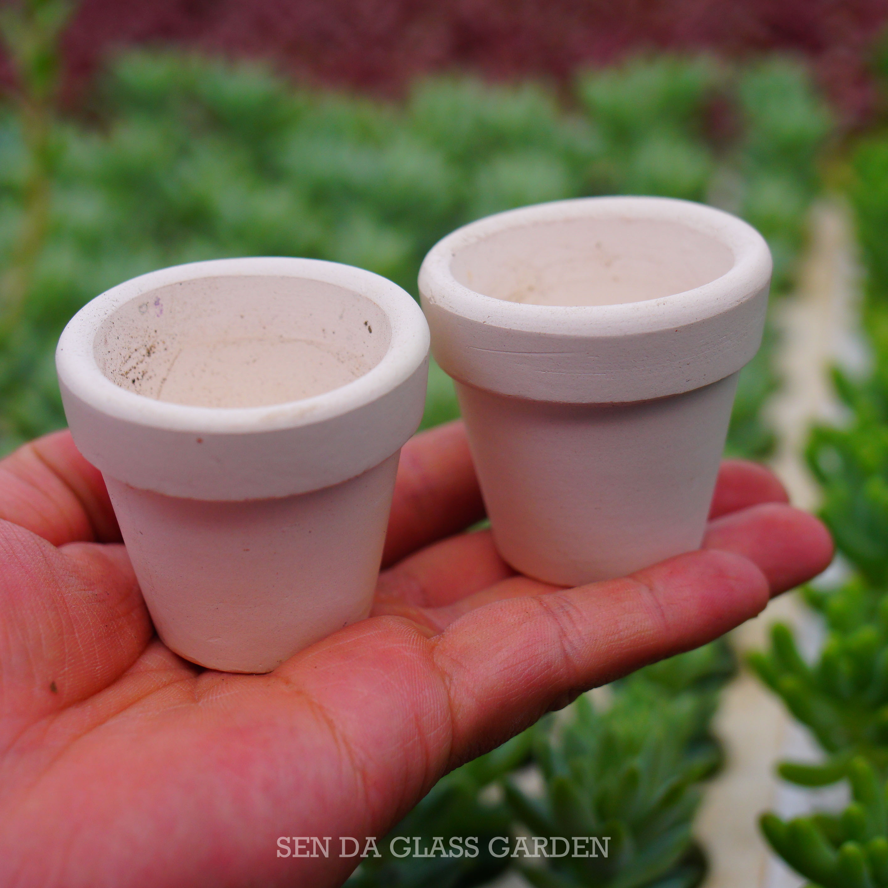 Chậu đất nung màu Trắng, Đủ size - Trồng Sen đá, xương rồng - Lỗi 1 đổi 1