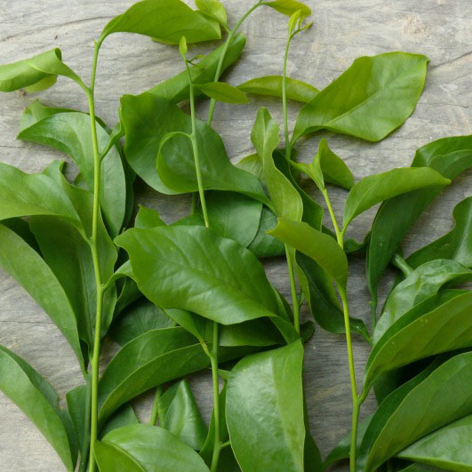 Bầu rau sắng - rau rừng đặc sản chuẩn hàng, khỏe mạnh