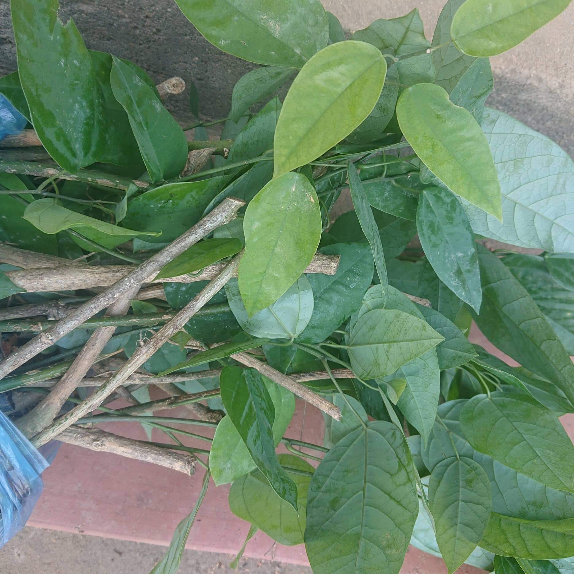 Cây rau bò khai ngọn đỏ