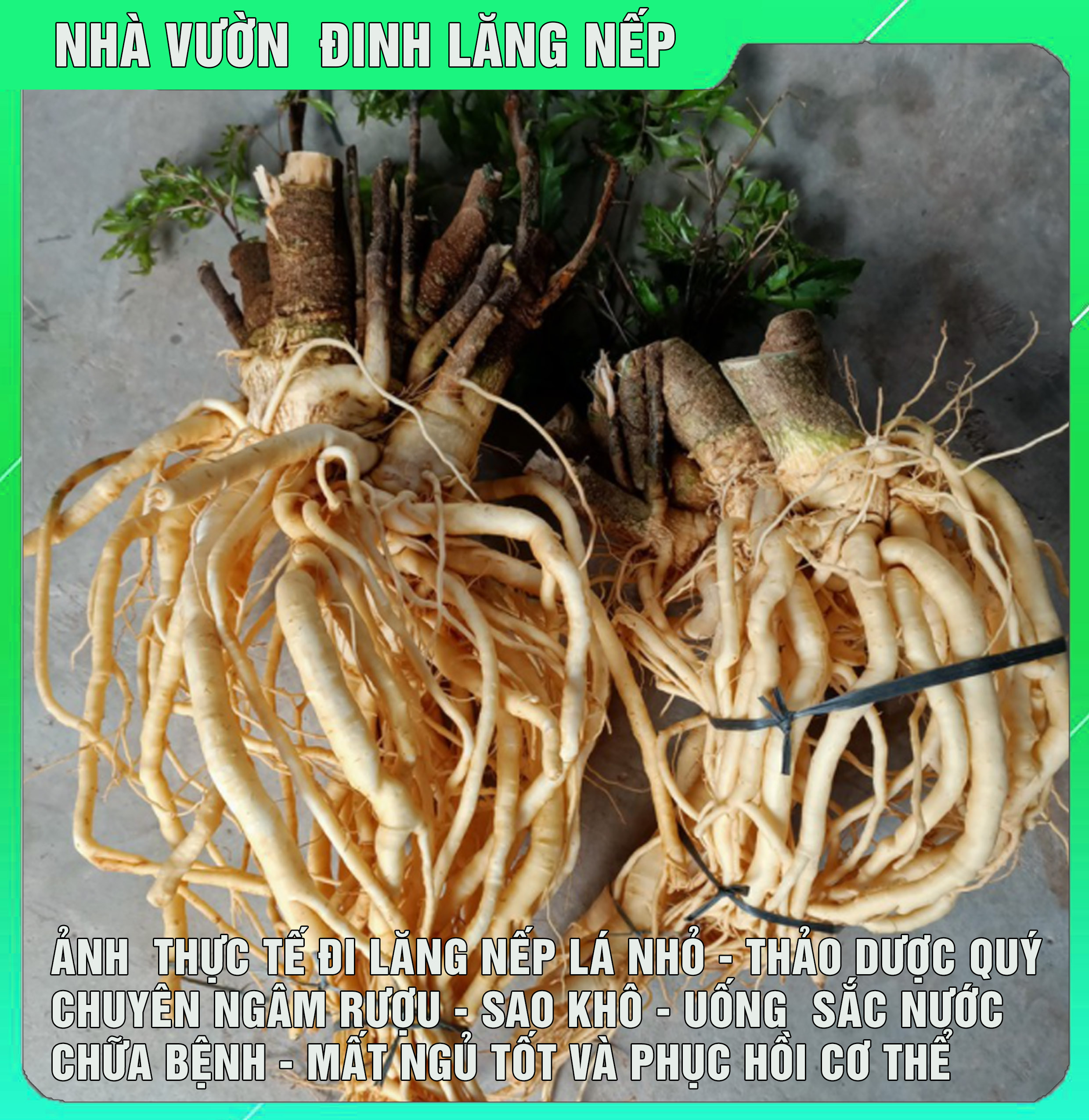 CỦ ĐINH LĂNG NẾP LÁ NHỎ THẢO DƯỢC NGÂM RƯỢU  CỦ 1KG 2KG TƯƠI