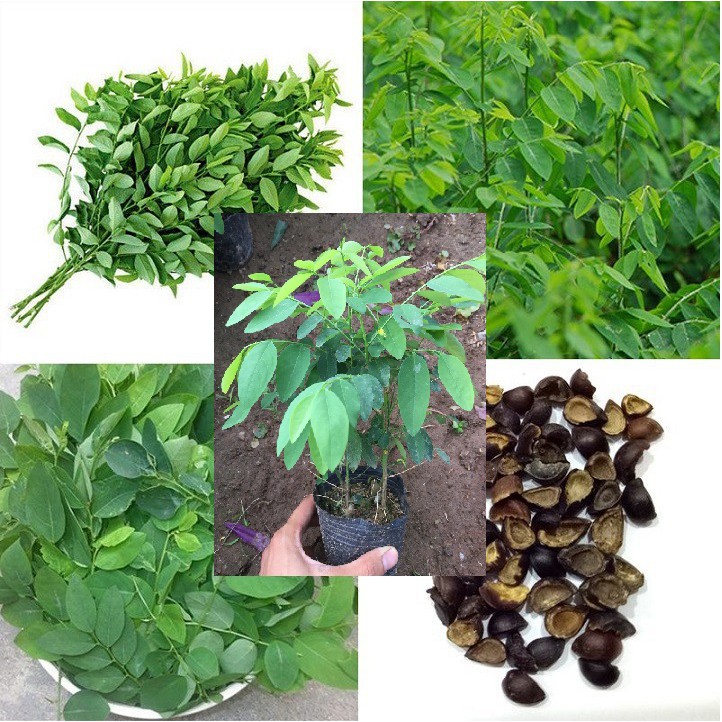 Hạt giống bồ ngót rau bồ ngót dễ trồng năng xuất cao giá rẻ