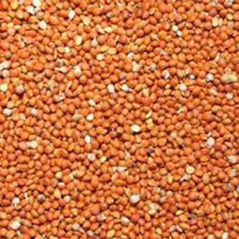 Hạt Kê đỏ 1Kg có vỏ cho yến hót, vẹt....