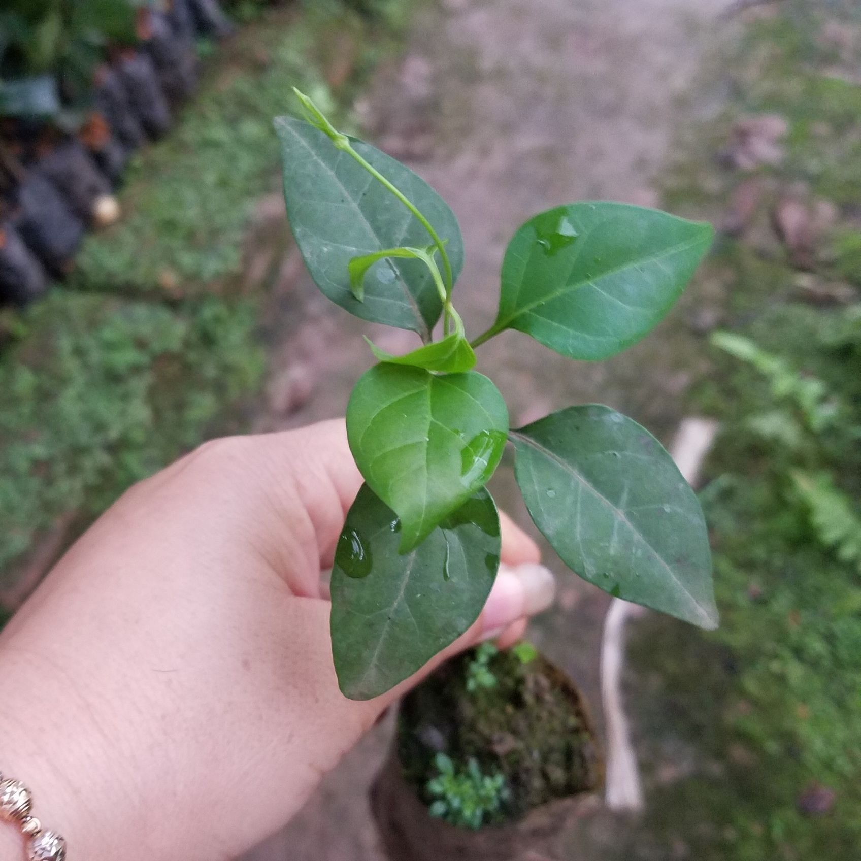 Cây lá giang chua - Cây trong bầu số lượng có hạn