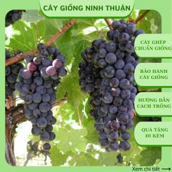 Cây nho giống Enden lùn Pháp trồng chậu leo giàn sân thượng giá rẻ ND06
