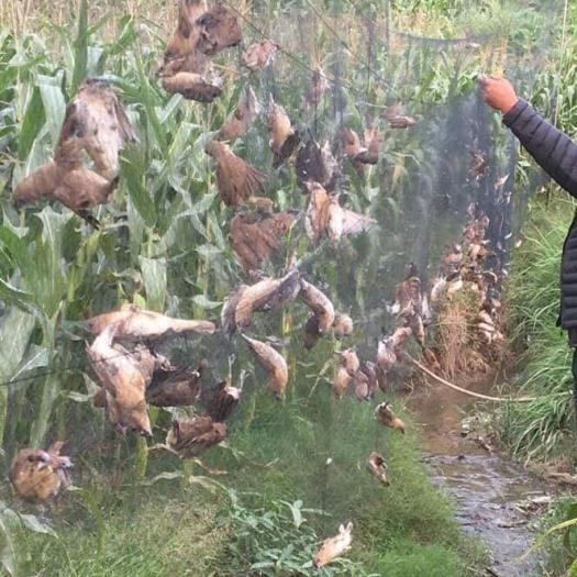 60m lưới 7p cao 5m 5 dây 4 túi bẫy các loại chim chào mào ,cu gáy,cu ngói ,cò ,vẹt ,sáo ,rẽ que,rẽ giun ...lưới cước thai lan đã nhuộm đen tàng hình sợi 0.15