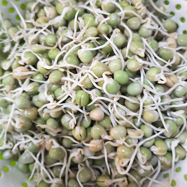 Hạt giống đậu Hà Lan túi 1 kg
