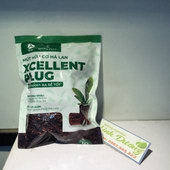 10 mút ươm ki hà lan