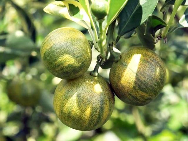 Cây tắc cẩm thạch (đang trái) - cây lớn đang trái, có ý nghĩa thu hút tài lộc và may mắn đến cho gia chủ