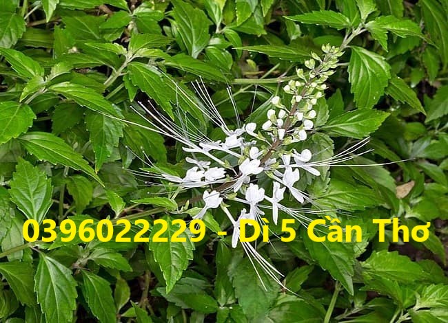 cây râu mèo phơi khô 1 ký