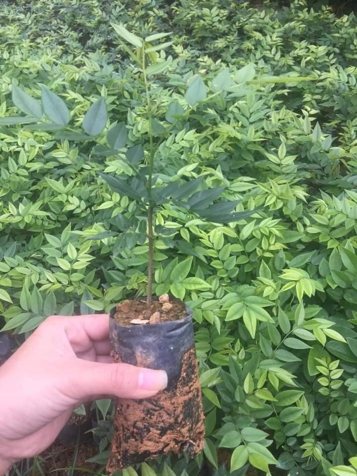 Cây giống xưa đỏ combo30k/2 cây