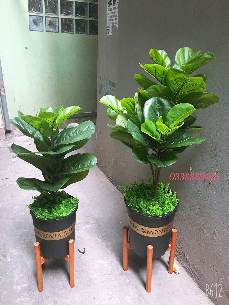 Cây giả - cây bàng Singapore giả cao cấp 3 nhánh