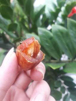 1kg chà là iran bao ngon