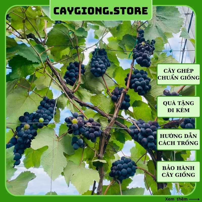 Cây nho giống Enden Lùn Pháp thân dây leo giàn trồng chậu thùng xốp sân thượng NG05