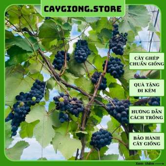 Cây nho giống Enden Lùn Pháp thân dây leo giàn trồng chậu thùng xốp sân thượng NG05