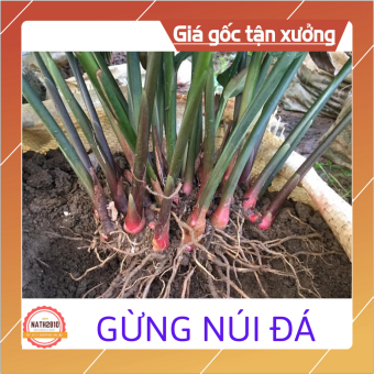 Gừng núi đá (Khinh Phja) Bắc Sơn Lạng Sơn 500gram
