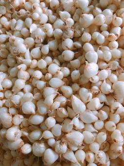 Hành tăm - củ nén 500g