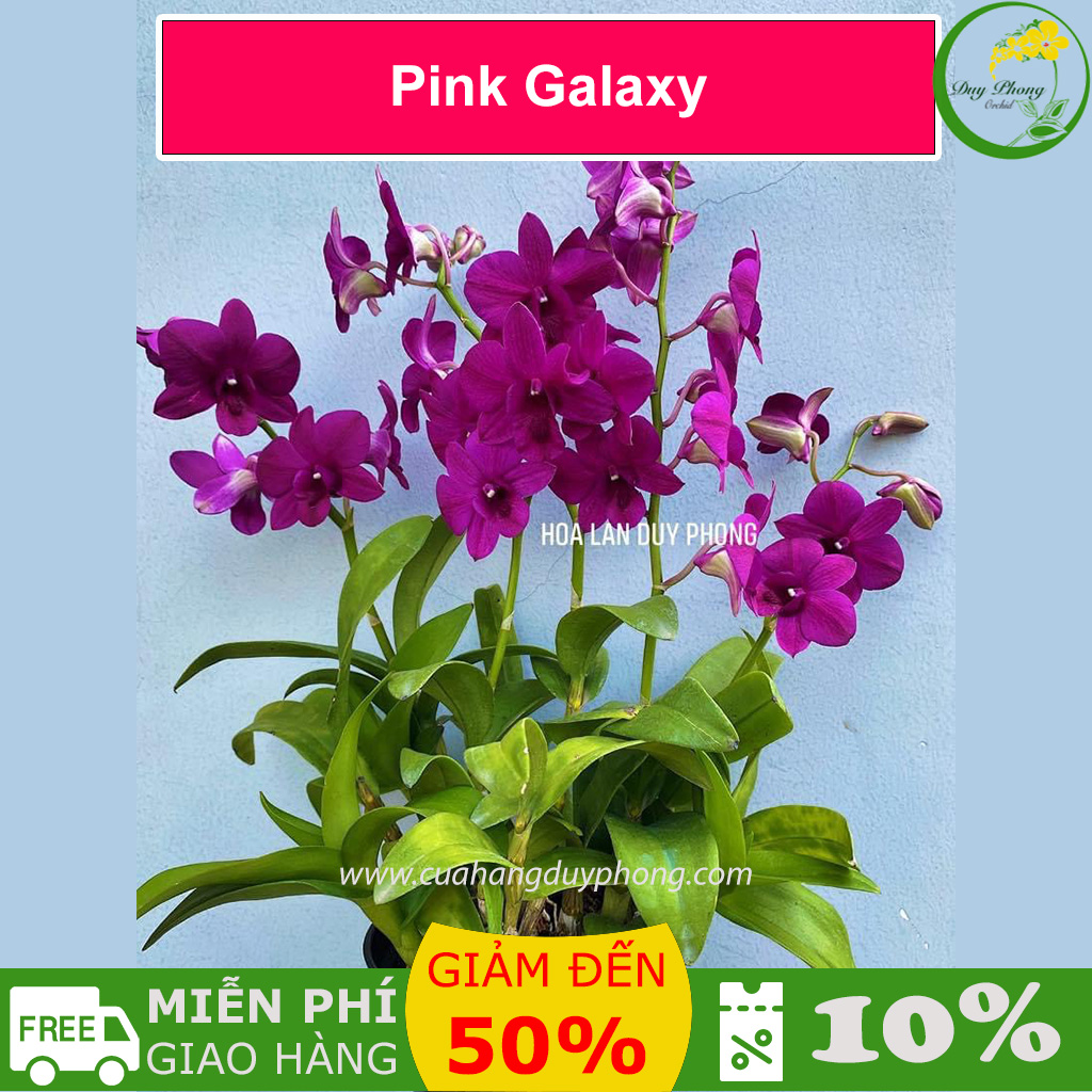 Hoa lan dendro pink galaxy - siêu vòi hoa, bán nguyên chậu