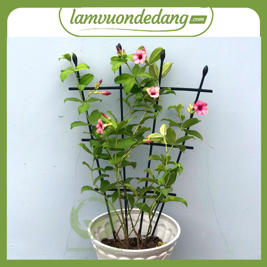 KHUNG HOA LEO HÌNH QUẠT cao 90cm - KHUNG TRỒNG CÂY - Hàng Nhật Bản - Dùng làm khung giá đỡ cho hoa hồng leo cây hoa leo