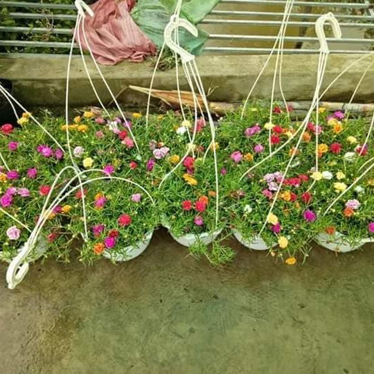 20 cành giống hoa mười giờ đã ra rễ - Tặng kèm 5 cành hoa sam