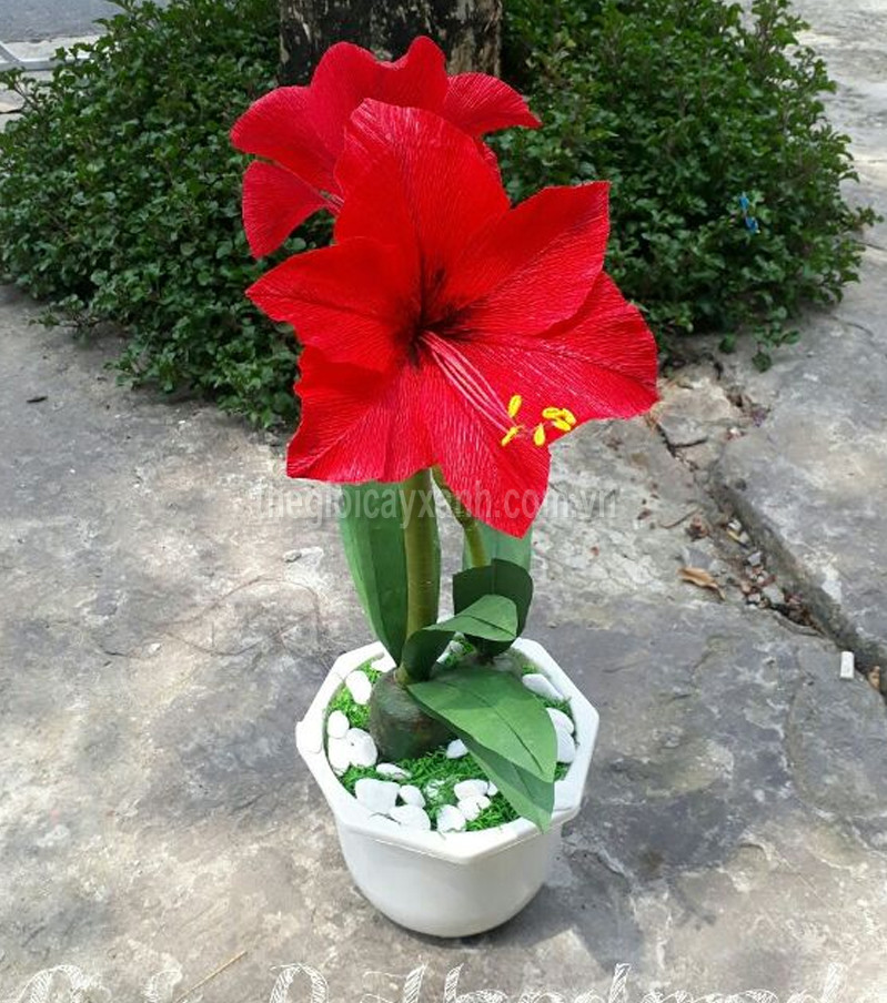 Củ Hoa Huệ Đỏ Giá Tốt T08/2023 | Mua Tại Lazada.Vn