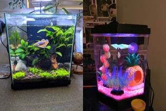 ) Bể Cá mini Hồ Show cá Betta & Guppy 15x6x15 dán giấu keo dán đế mài cạnh siêu đẹp-