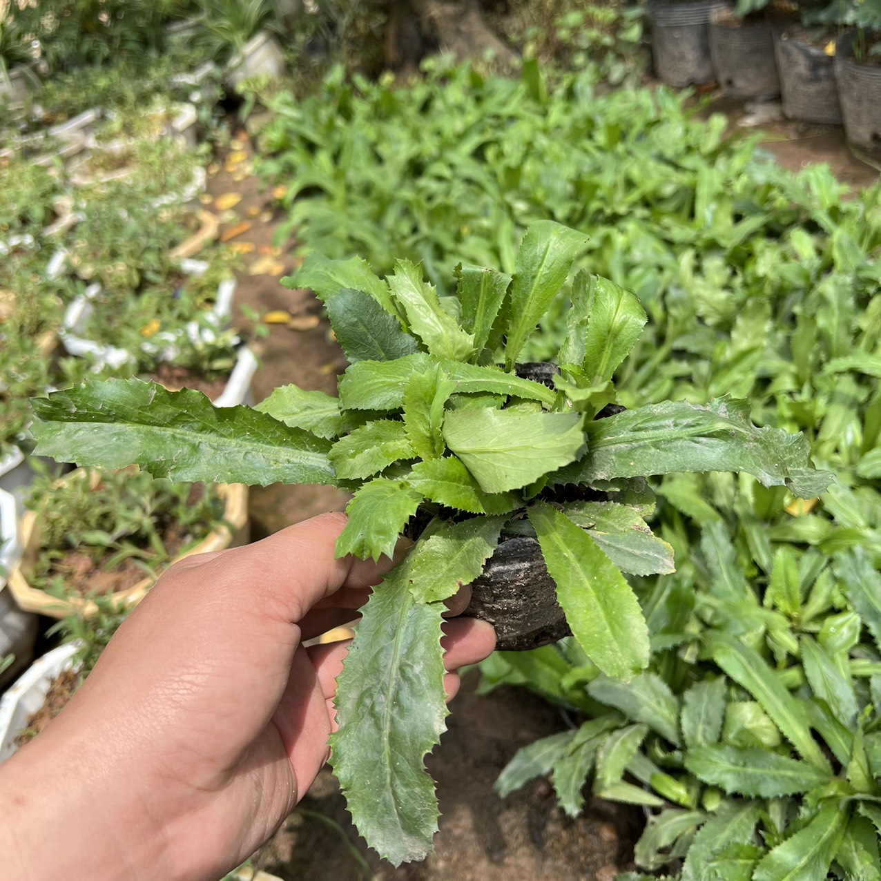 Cây rau mùi tàu