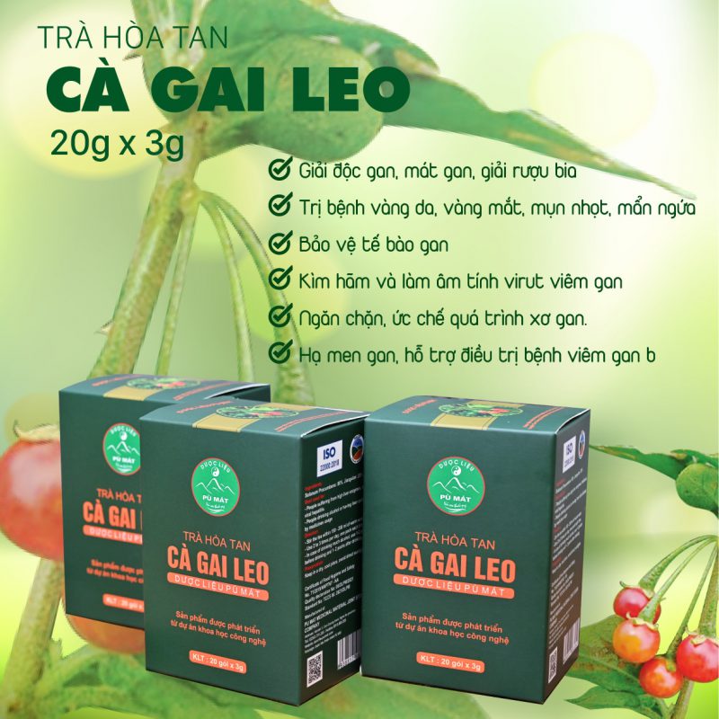 Trà hòa tan Cà gai leo - Hỗ trợ điều trị các bệnh về Gan: Gan nhiễm mỡ viêm gan men gan cao nóng gan giải độc gan...