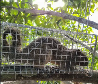 Lồng Bẫy Đa Năng, Bẫy Chồn, Mèo Hoang, Sóc, Chuột🐬