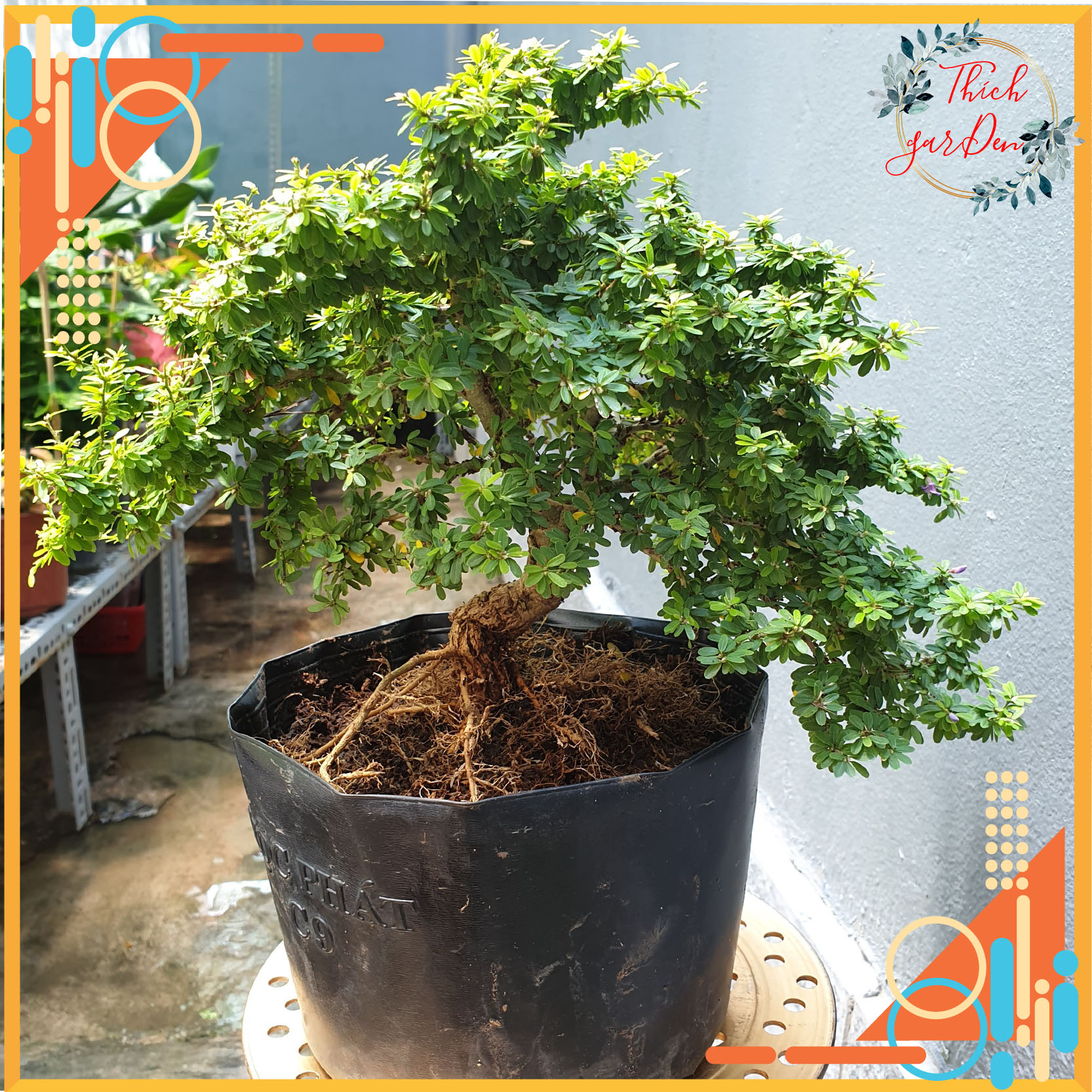 Cây linh sam lá nhỏ - linh sam lá rí - linh sam hạt gạo làm bonsai hoa màu tím siêu bông