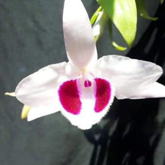 Phi điệp ám mắt đỏ tân lạc hòa bình hàng giống