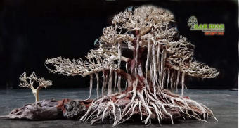 Cây gỗ lũa bonsai đại thụ