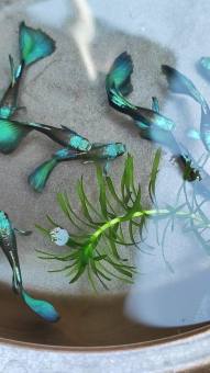 7 màu Green moscow, hoàn tiền khi gặp sự cố, cá 7 màu xanh lá, thức ăn cho cá